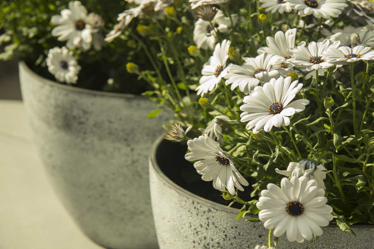 Bílé květy mám ráda.